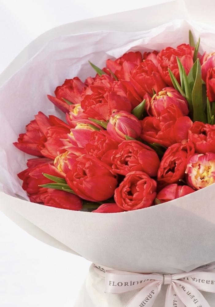 Scarlet romance tulips ( 40 red tulips )