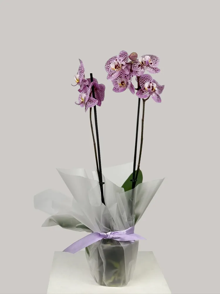 Dual-stem purple Phalaenopsis orchids in white pot — Floritta