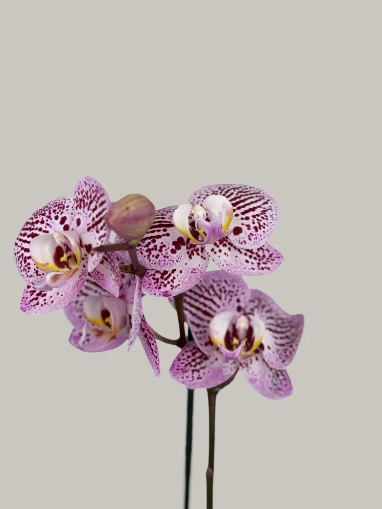 Purple orchid