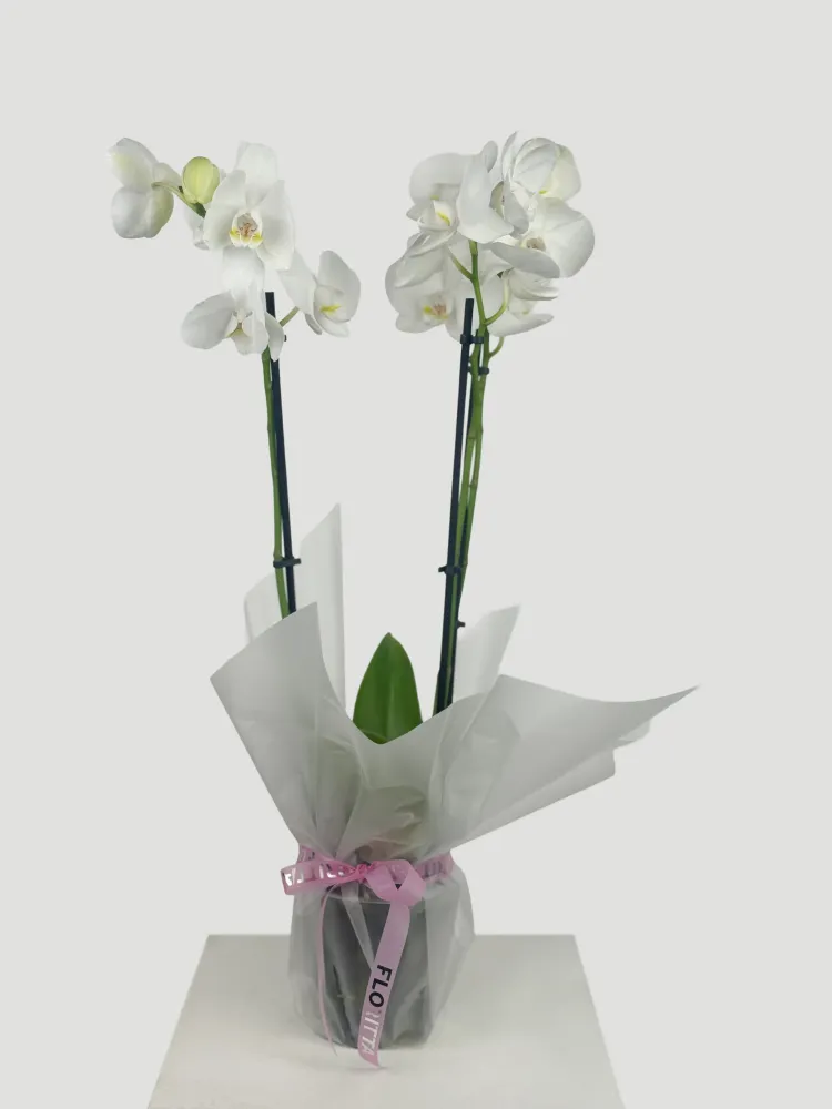 White Phalaenopsis orchid plant with pink ribbon bow — Floritta
