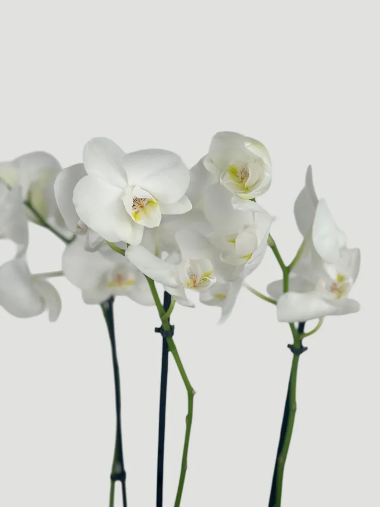 White orchid