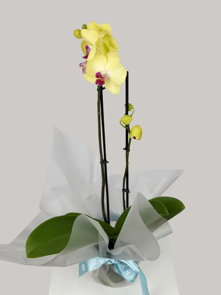 Yellow and burgundy phalaenopsis orchid with elegant foliage — Floritta