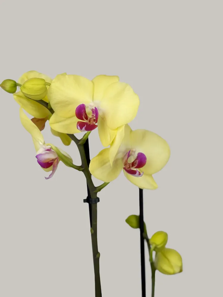 Yellow orchid