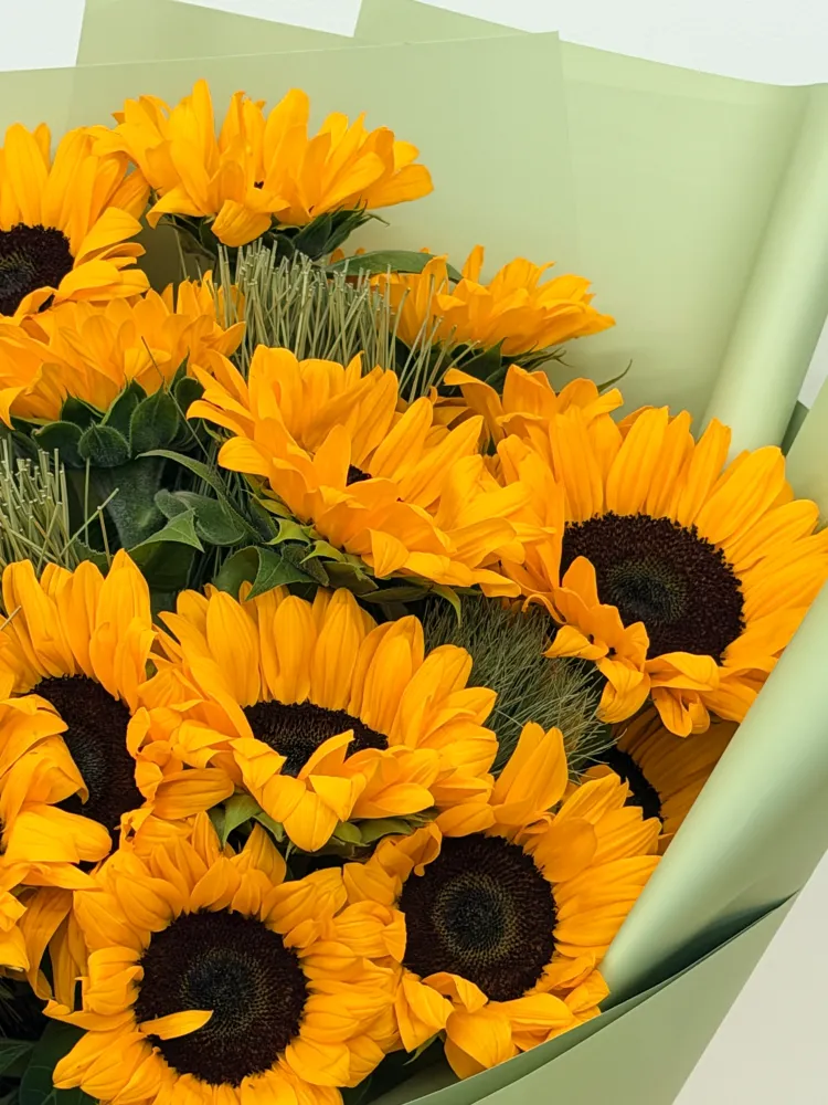 Sunlit reverence (15 sunflowers)