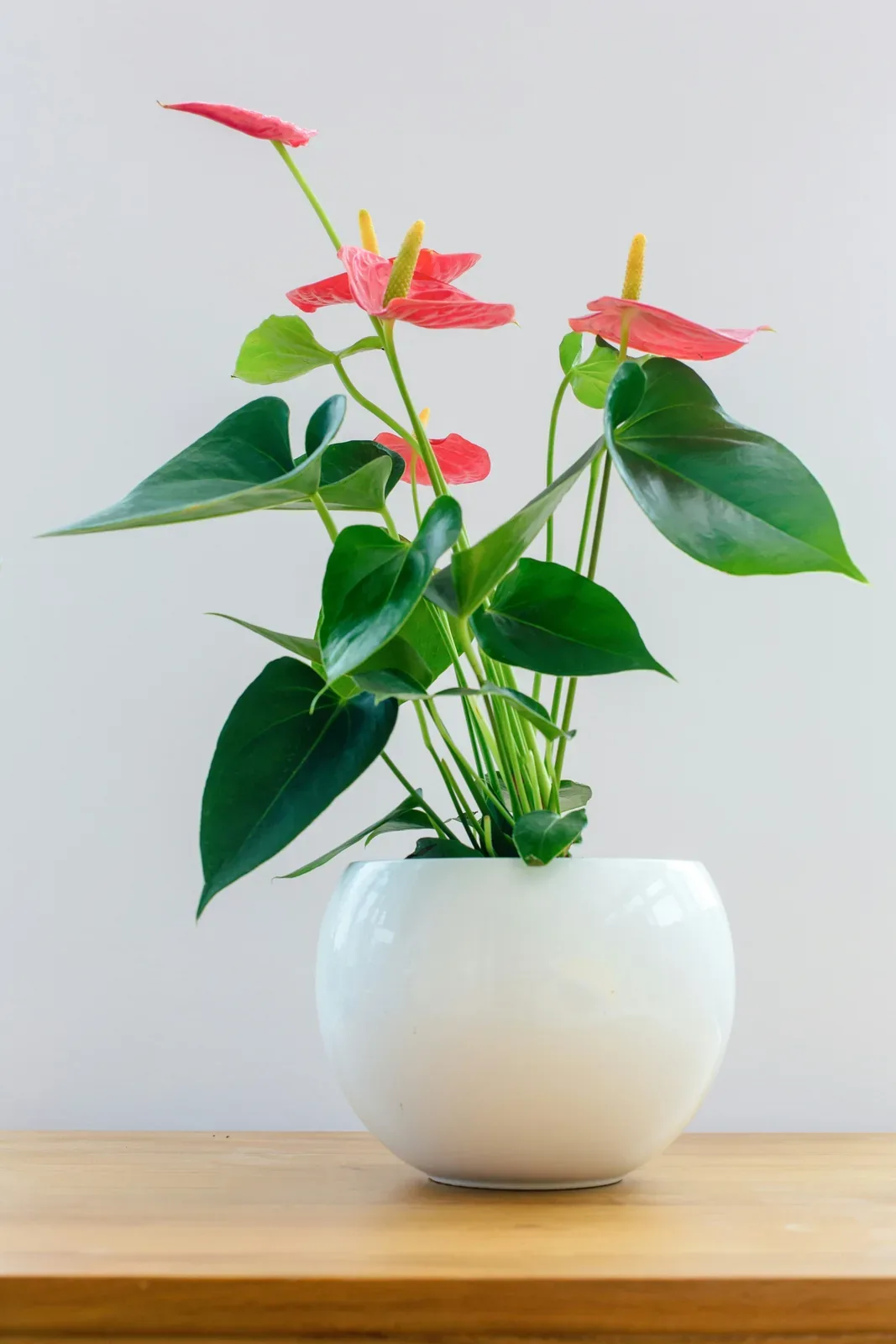 Flamingo flower — potted houseplant, Floritta London