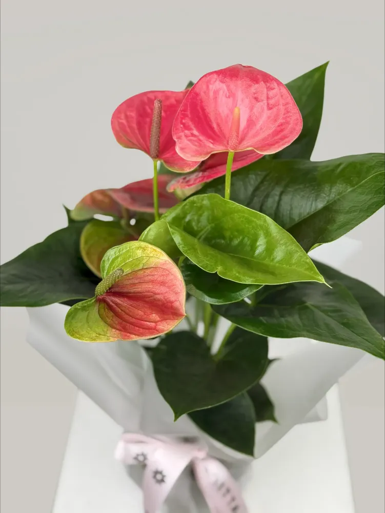 Coral pink anthurium flowers with glossy green foliage in white vase — Floritta