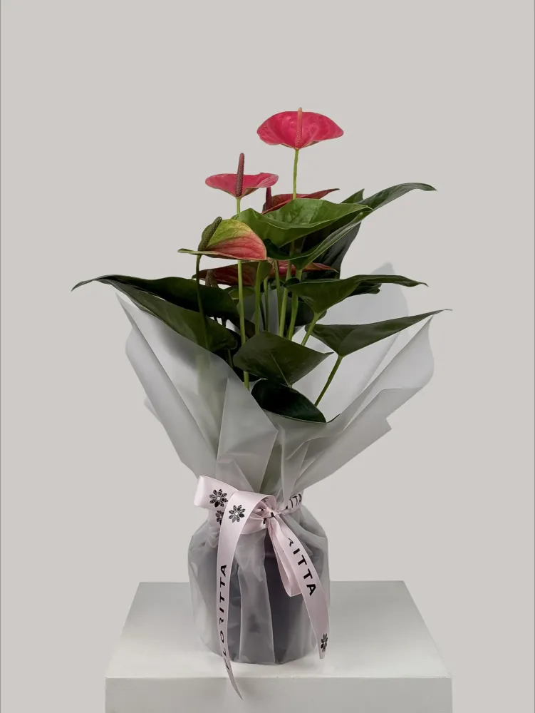 Flamingo flower