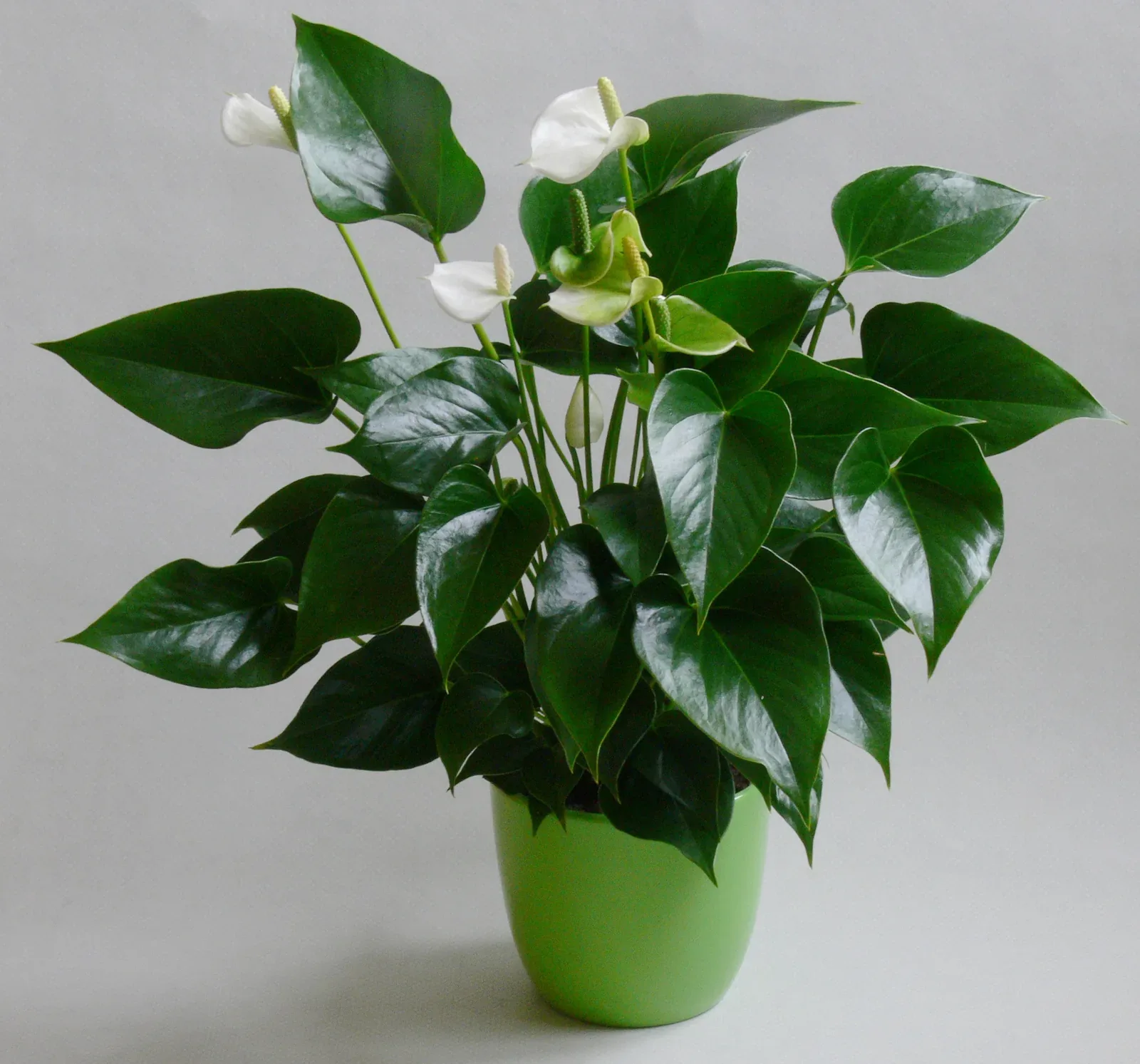 Flamingo flower