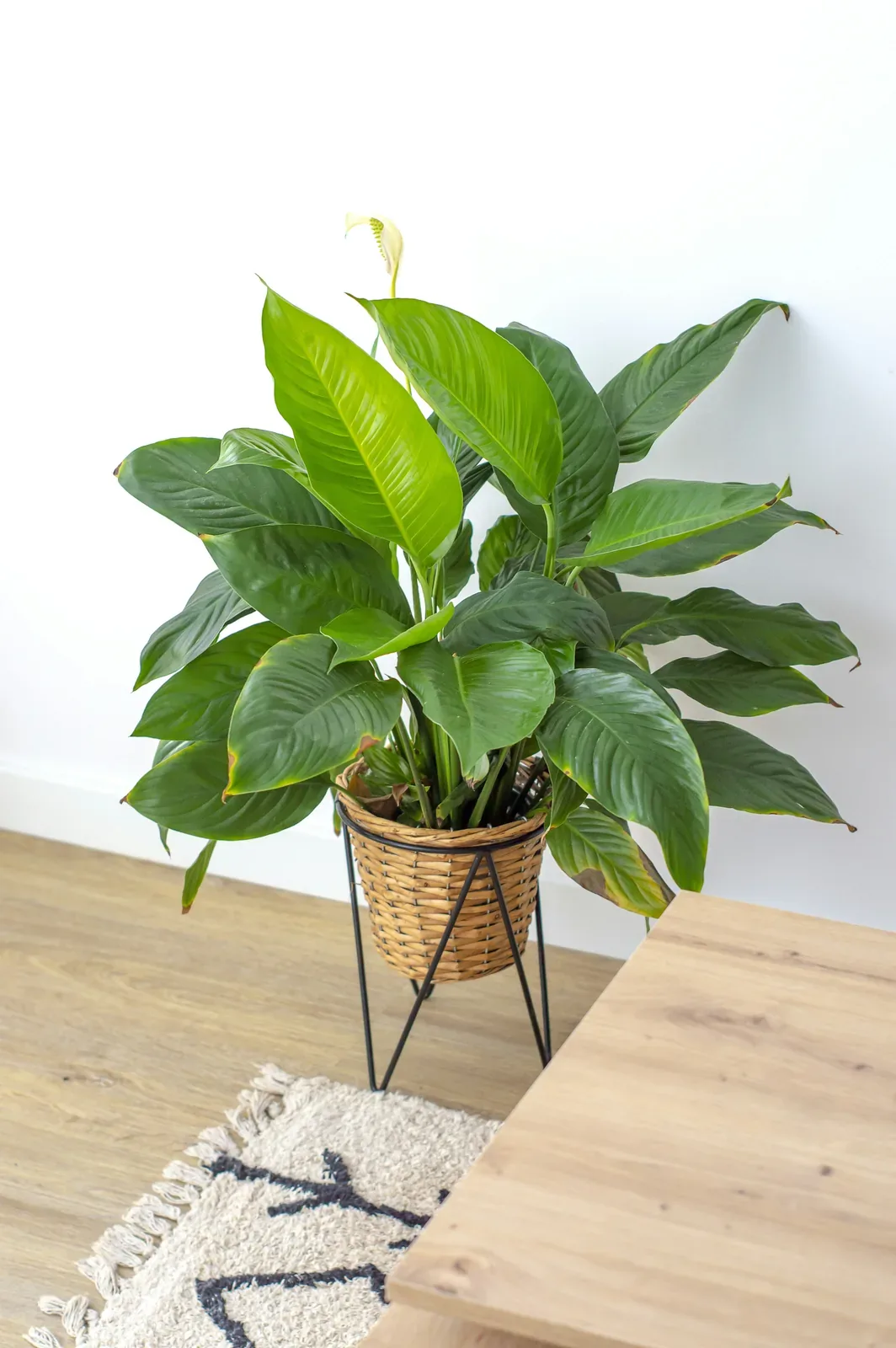 Peace lily plant — potted houseplant, Floritta London