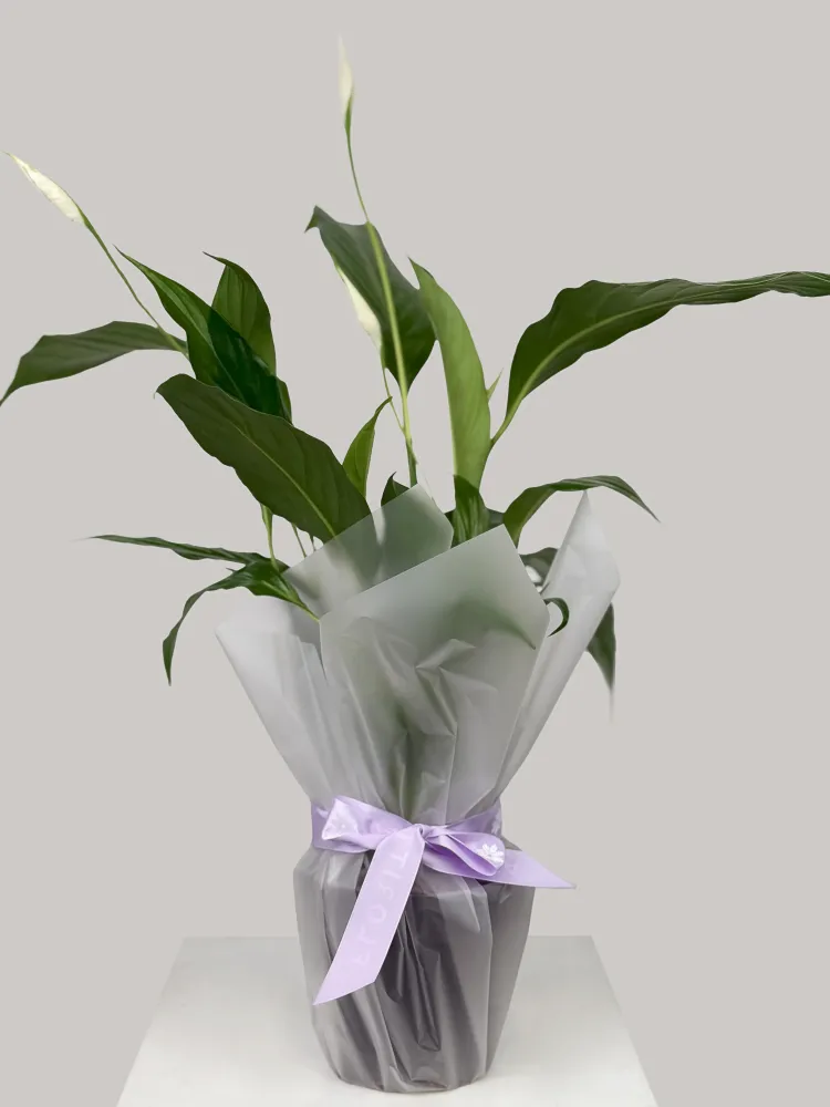 White peace lily with lush greenery and lavender bow — Floritta