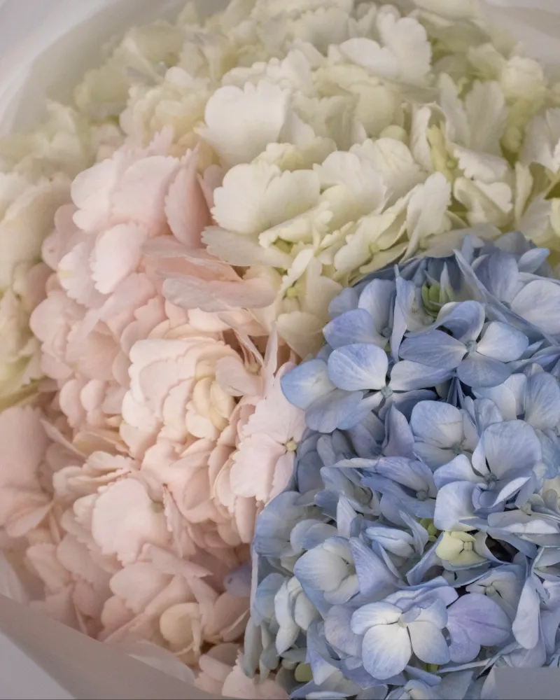 Soft pastel hydrangea bouquet