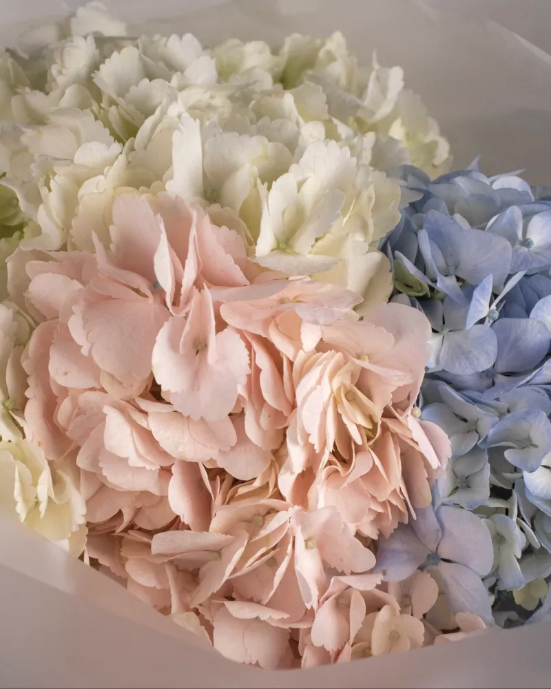 Close-up of full hydrangea blooms in blush, white and soft blue — Floritta