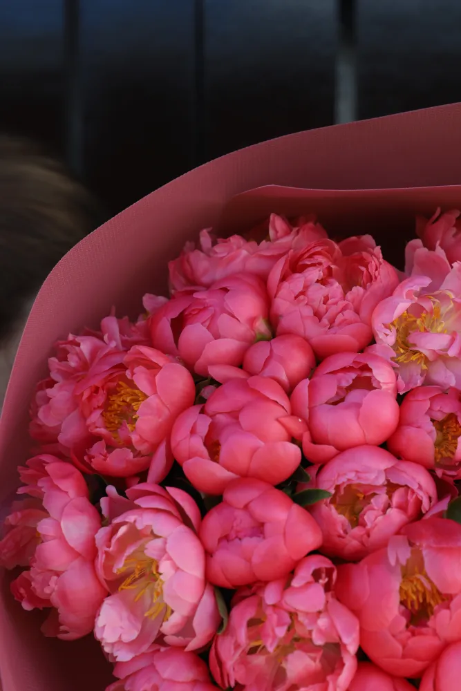 40 coral peonies
