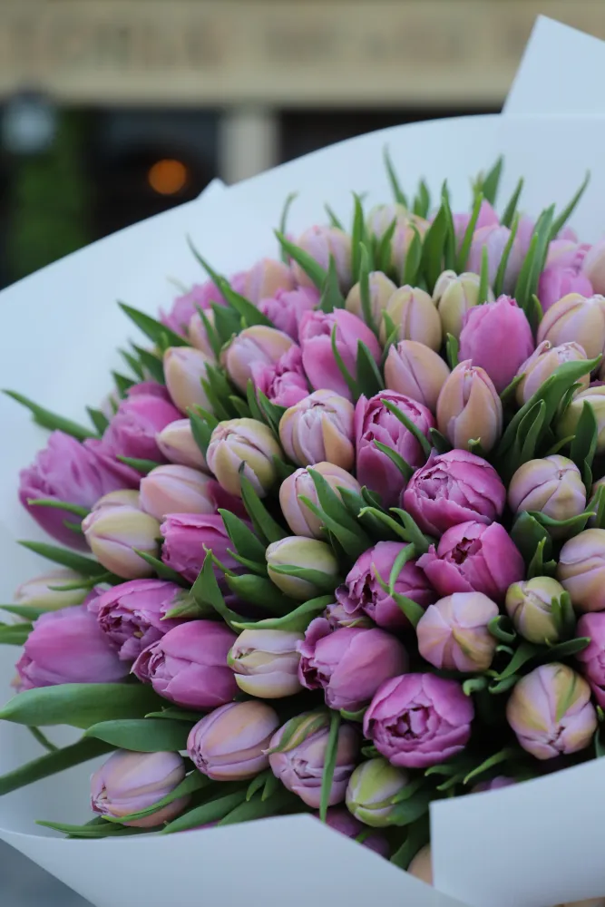 100 purple peony tulips