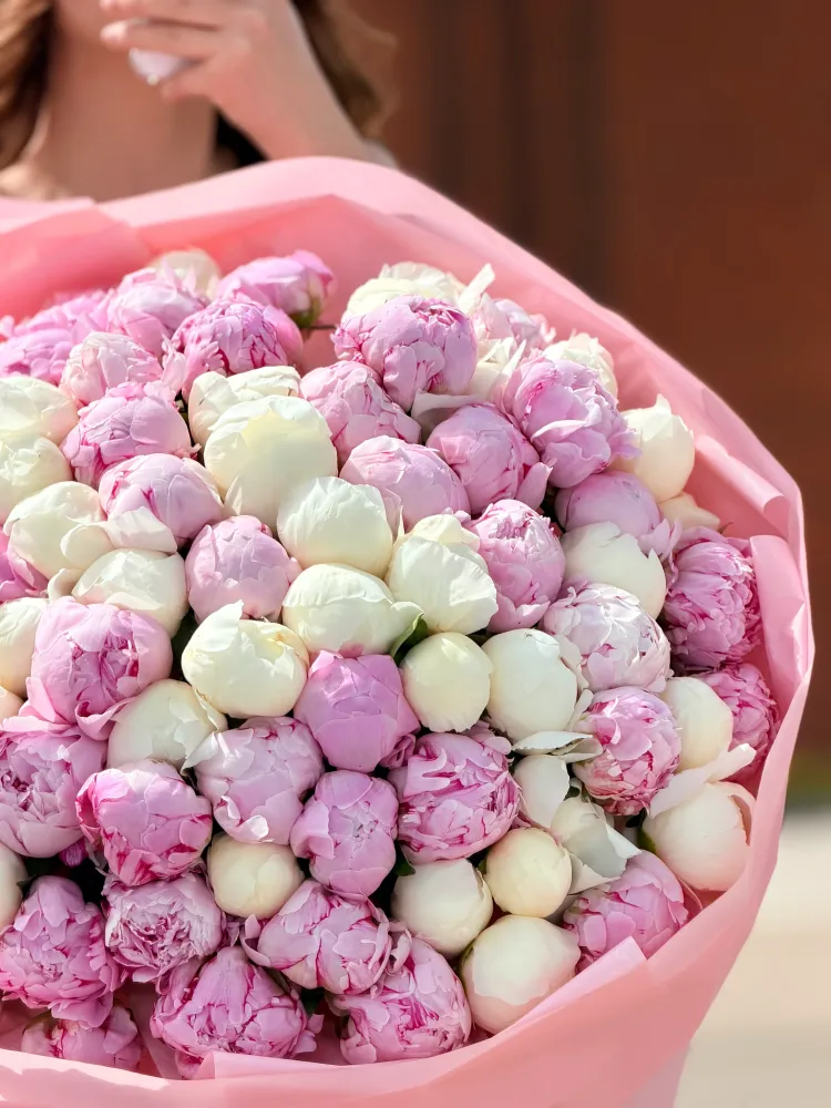 100 pink & white peonies