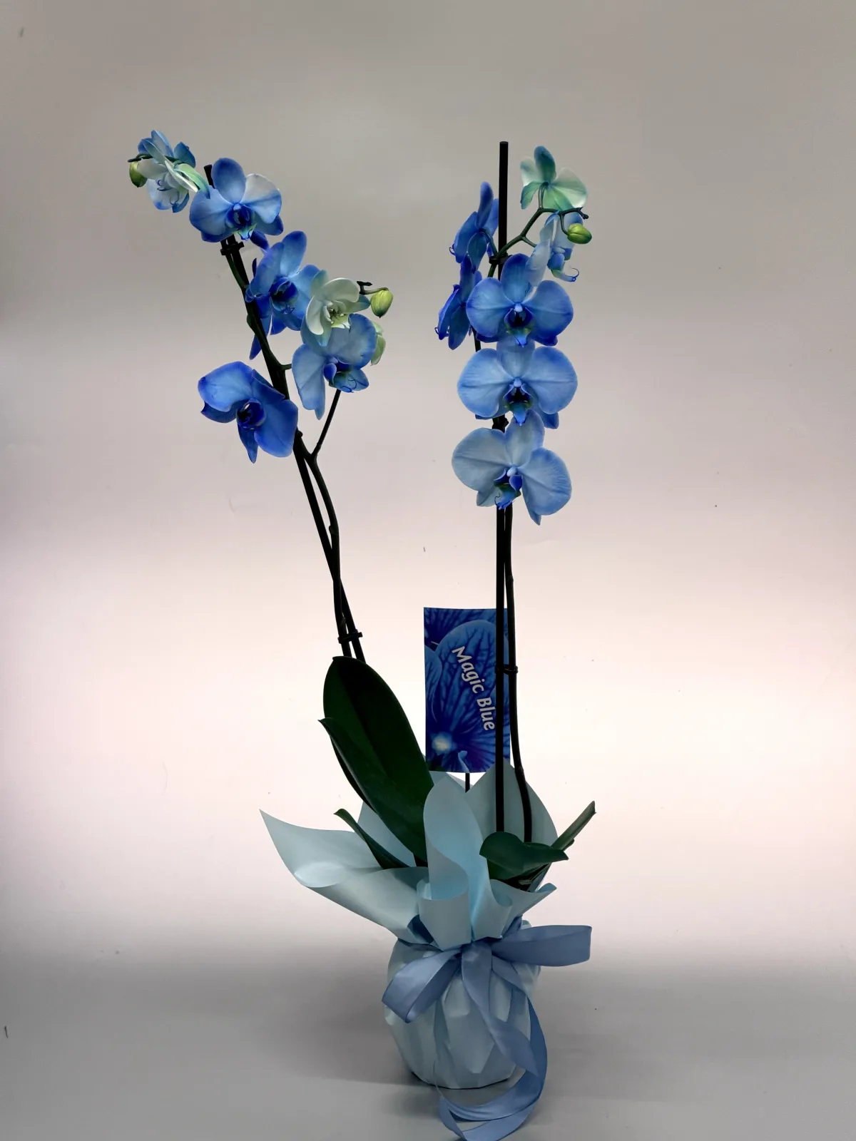 Magic Blue orchid in wrapped pot