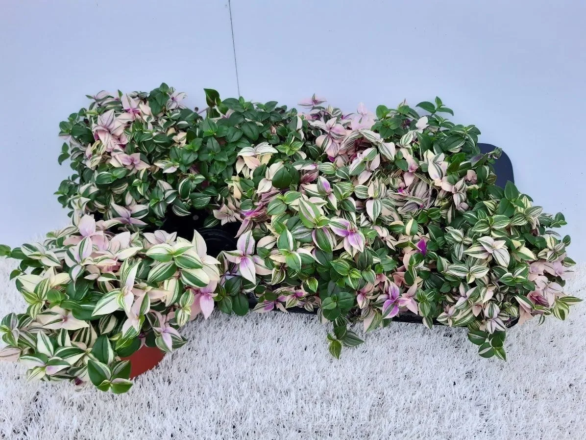 Tradescantia 'Quadricolor'
