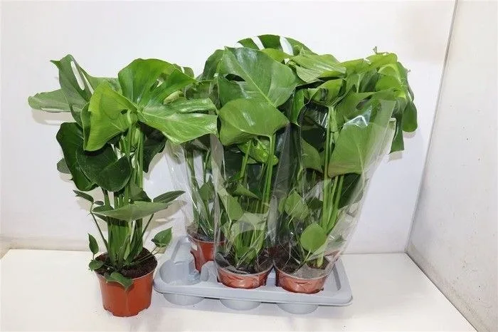 Monstera deliciosa (pot size 17 cm)