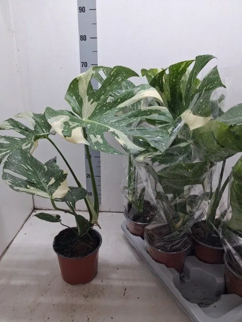 Monstera deliciosa 'Variegata'