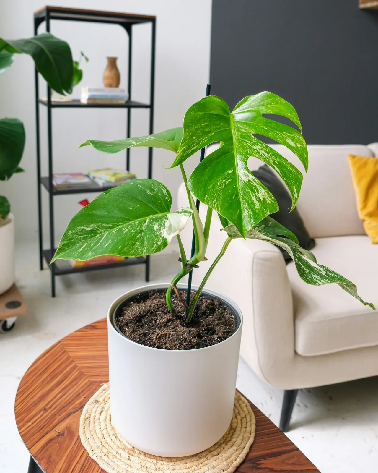 Monstera deliciosa 'Variegata' — potted houseplant, Floritta London