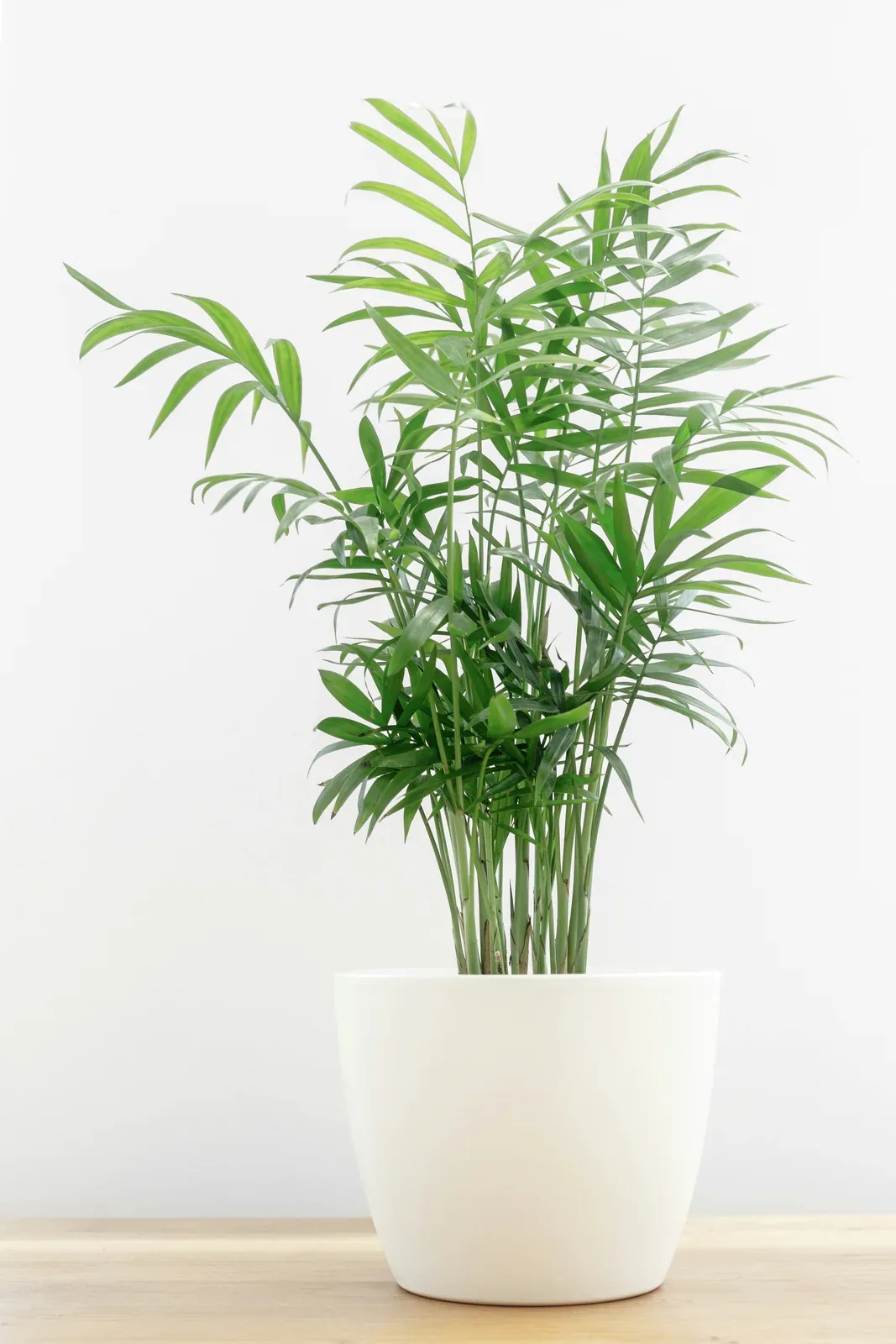 Parlour palm (Chamaedorea elegans), large — potted houseplant, Floritta London
