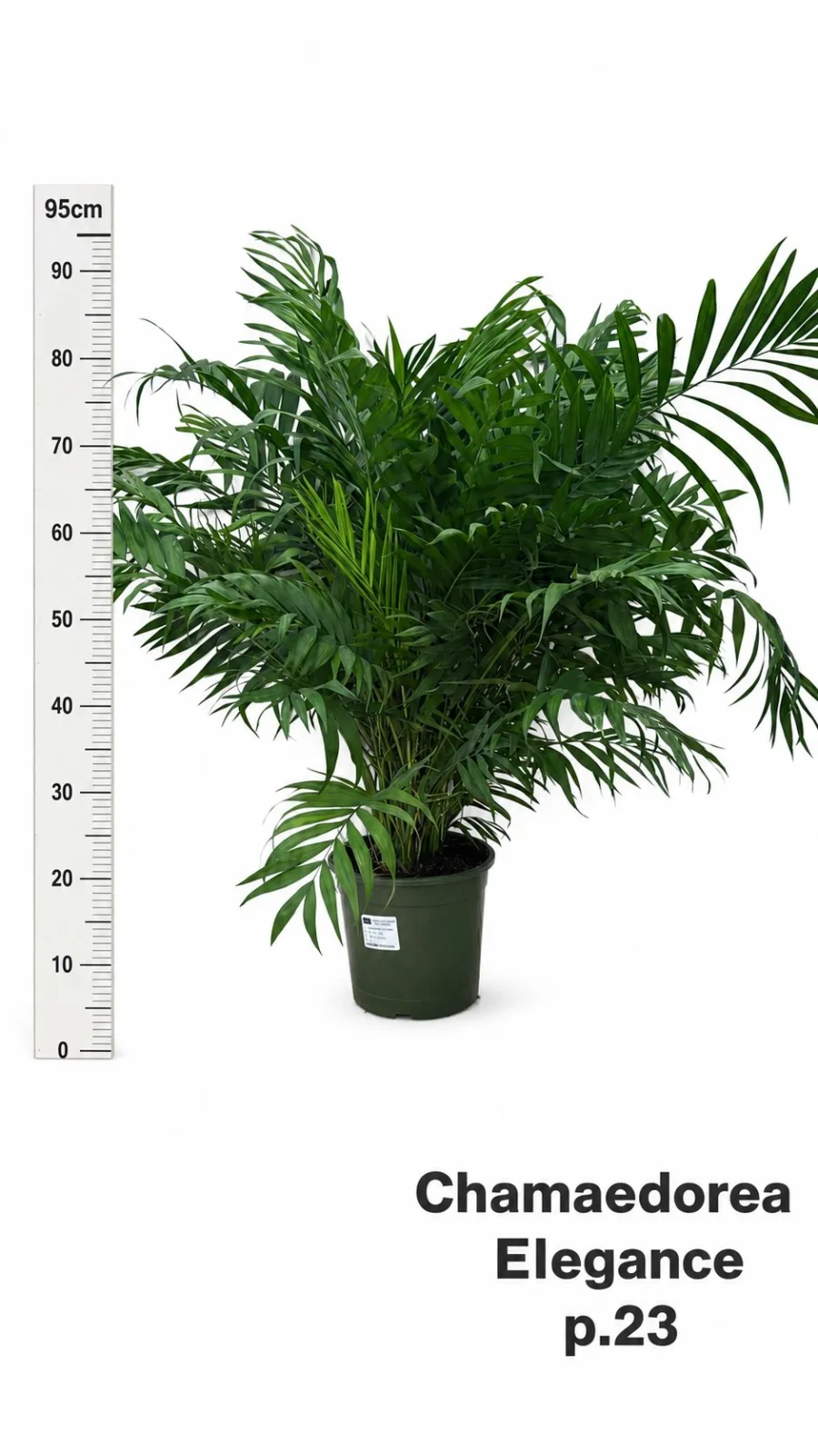 Parlour palm (Chamaedorea elegans), large