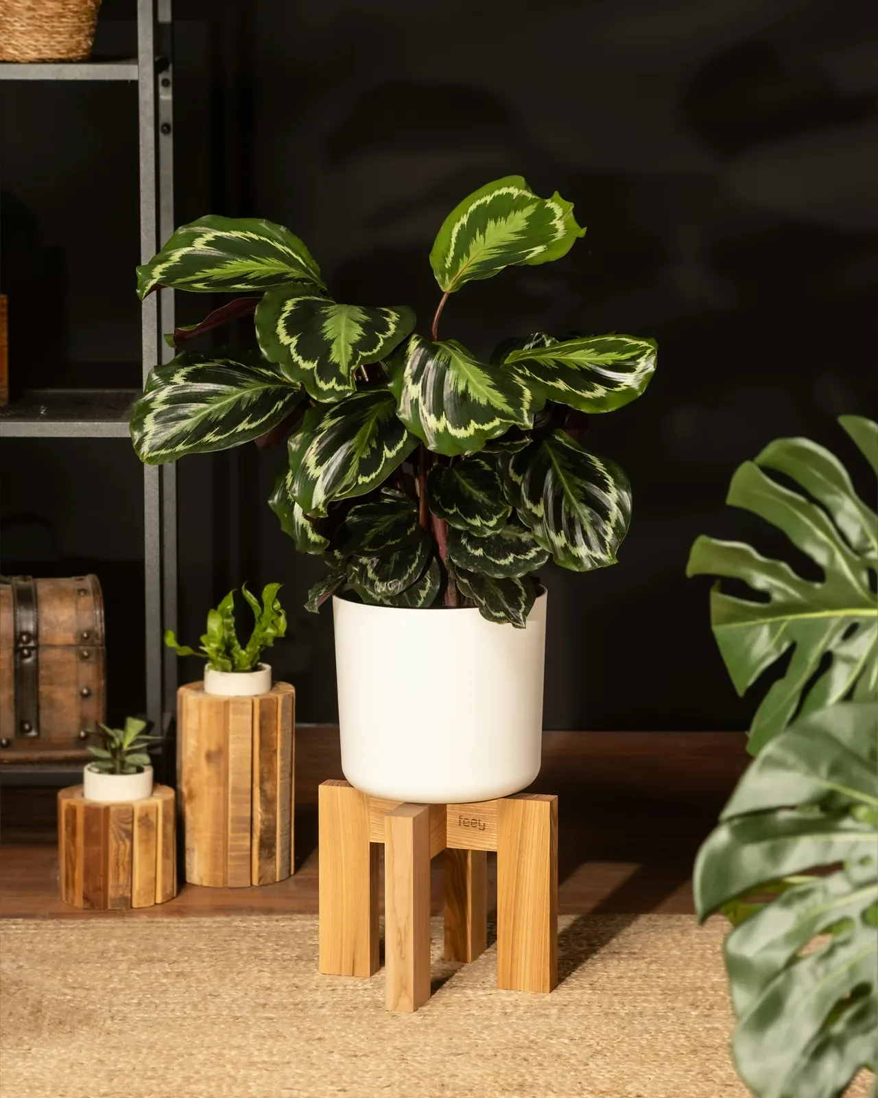 Calathea makoyana (Peacock plant, pot size 21 cm) — potted houseplant, Floritta London