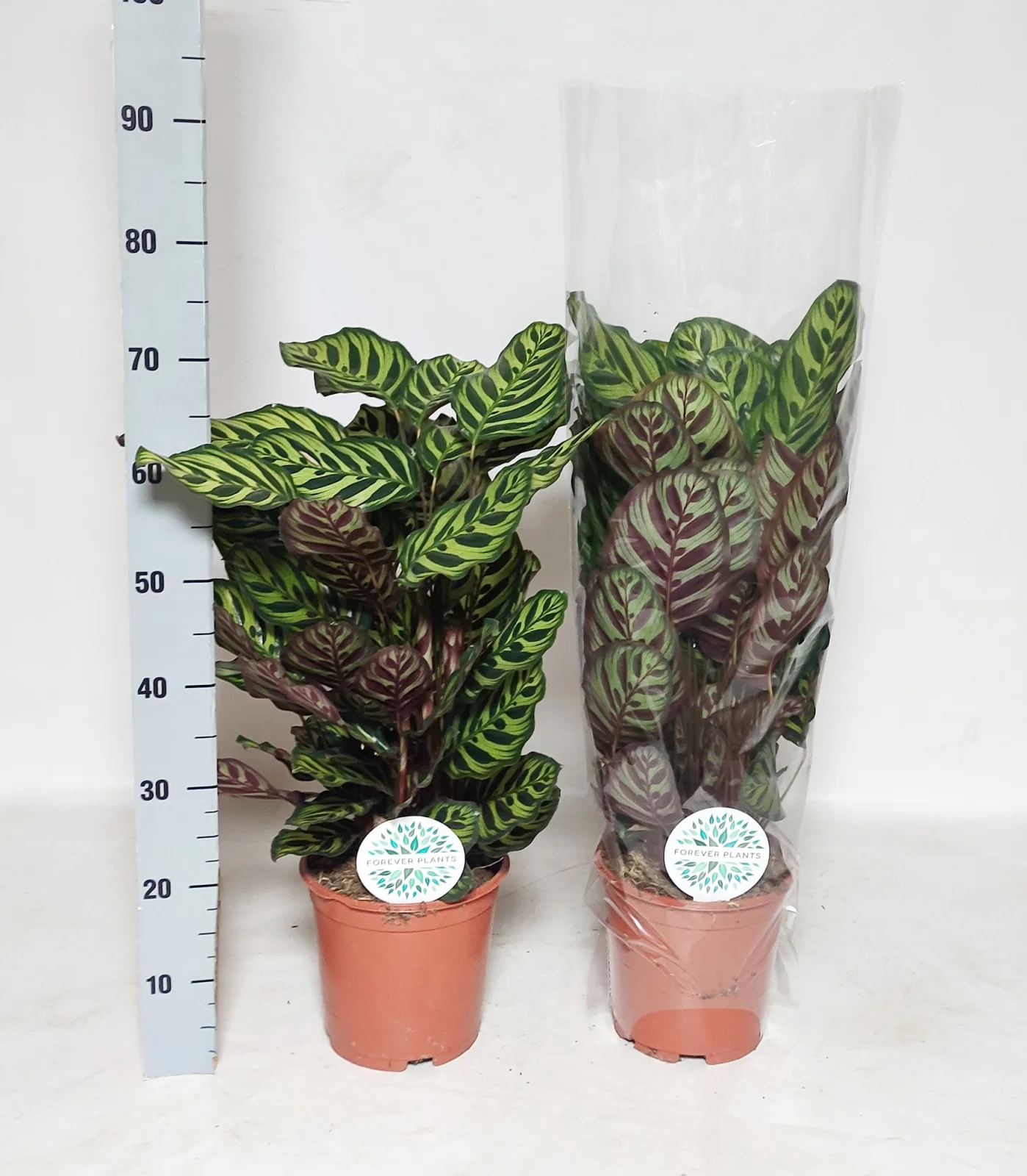 Calathea makoyana (Peacock plant, pot size 21 cm)