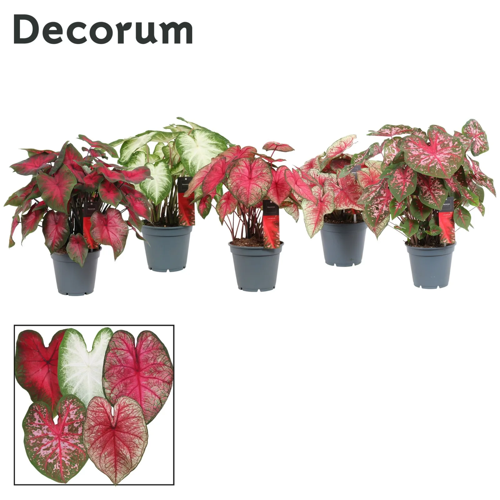 Caladium (mixed colours)