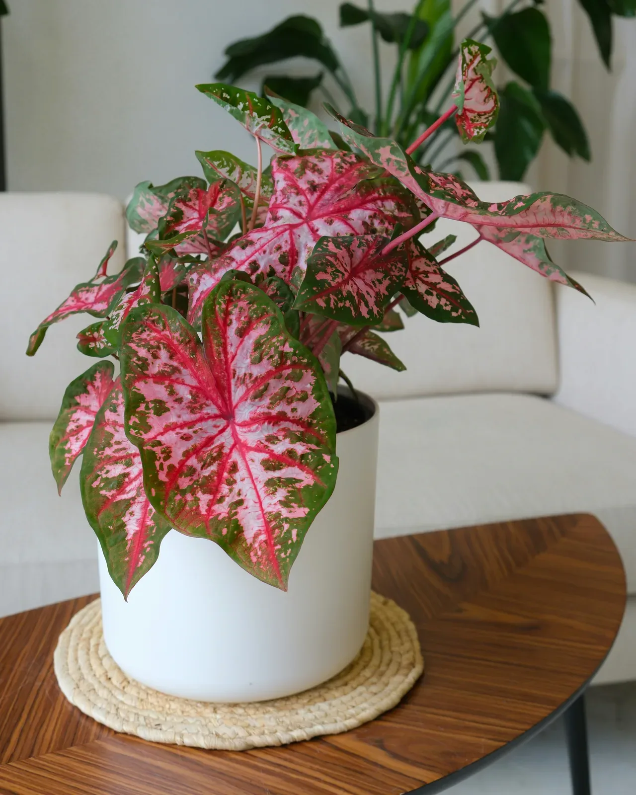Caladium (mixed colours) — potted houseplant, Floritta London