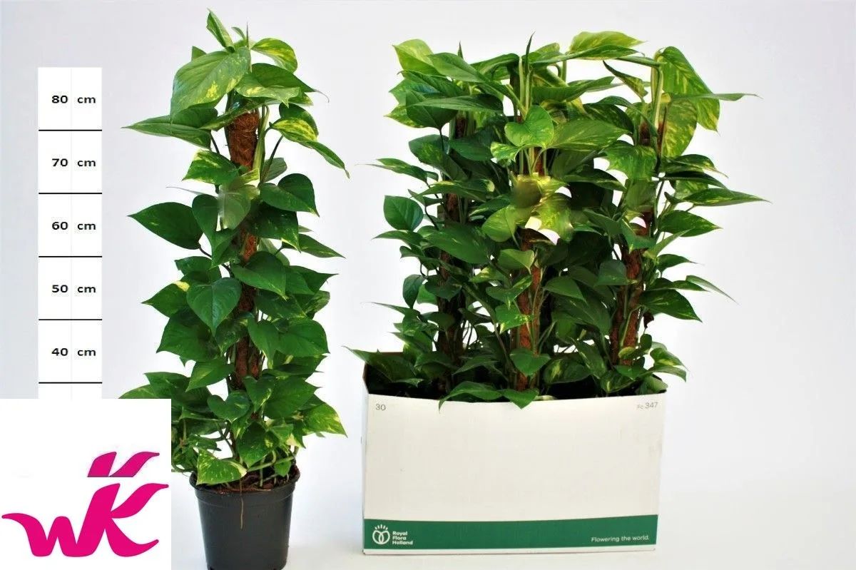 Scindapsus (Epipremnum) on moss pole, 80 cm