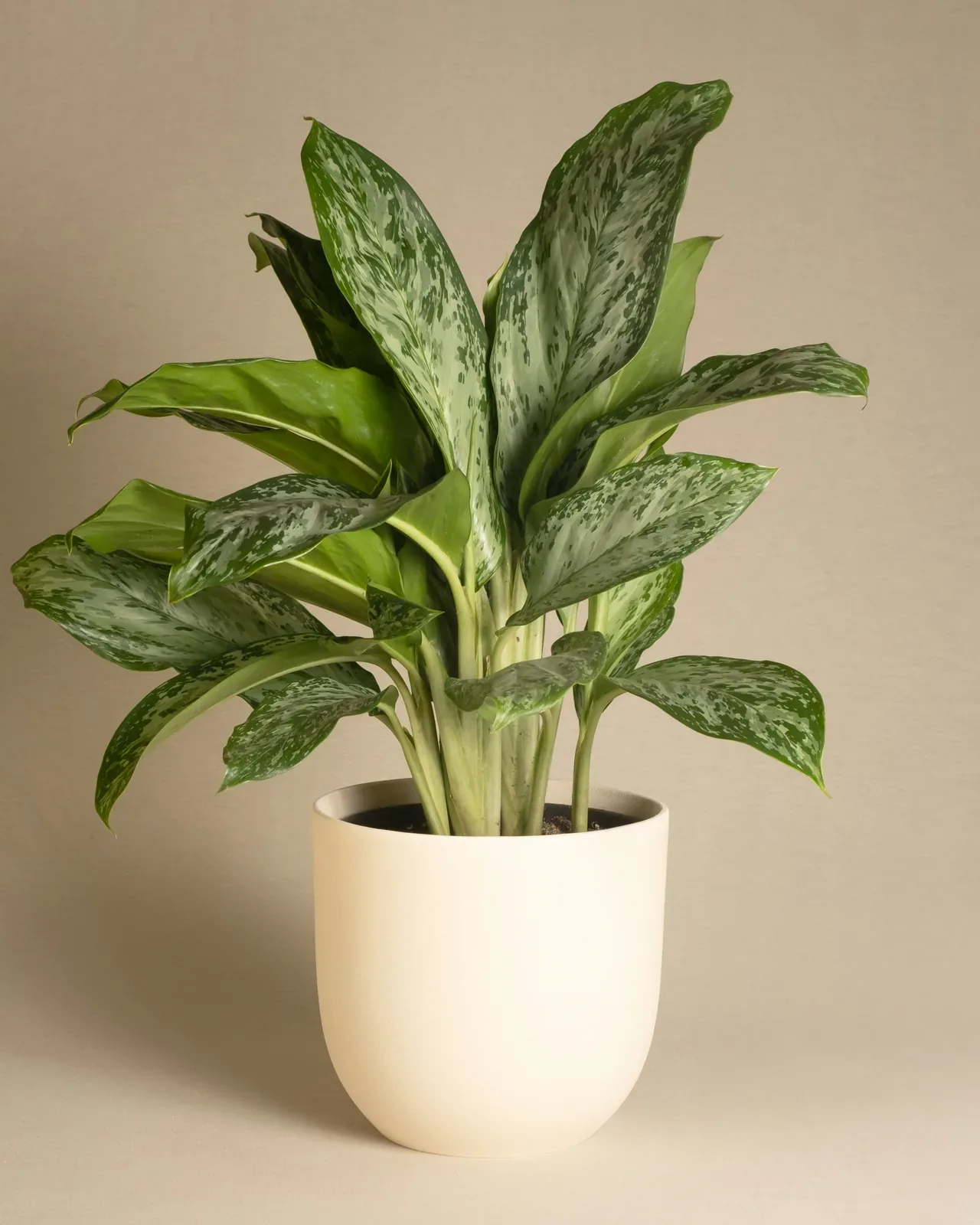 Aglaonema (Chinese evergreen) — potted houseplant, Floritta London