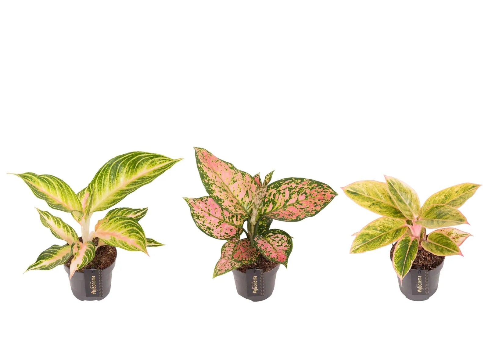 Aglaonema (Chinese evergreen)
