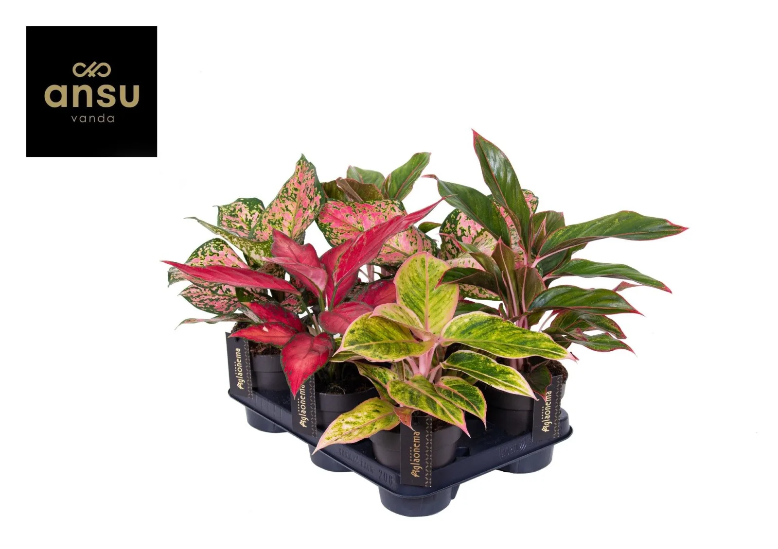 Aglaonema (Chinese evergreen)