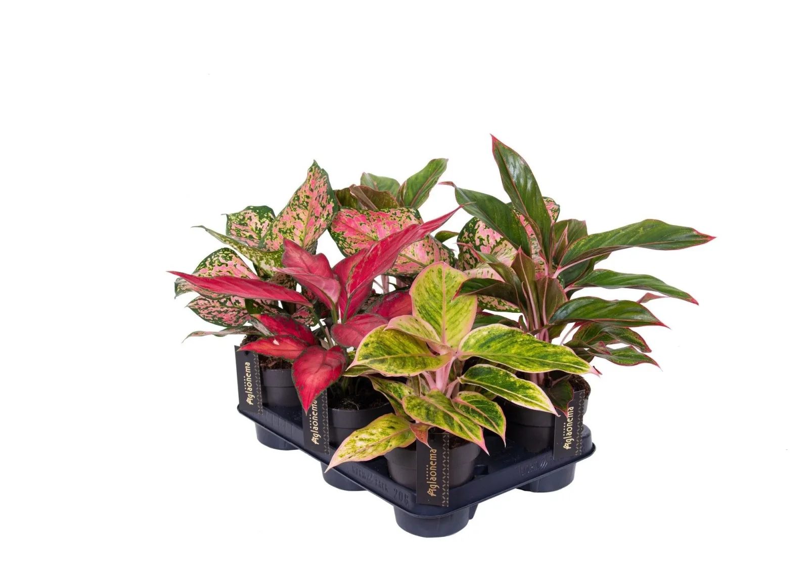 Aglaonema (Chinese evergreen)