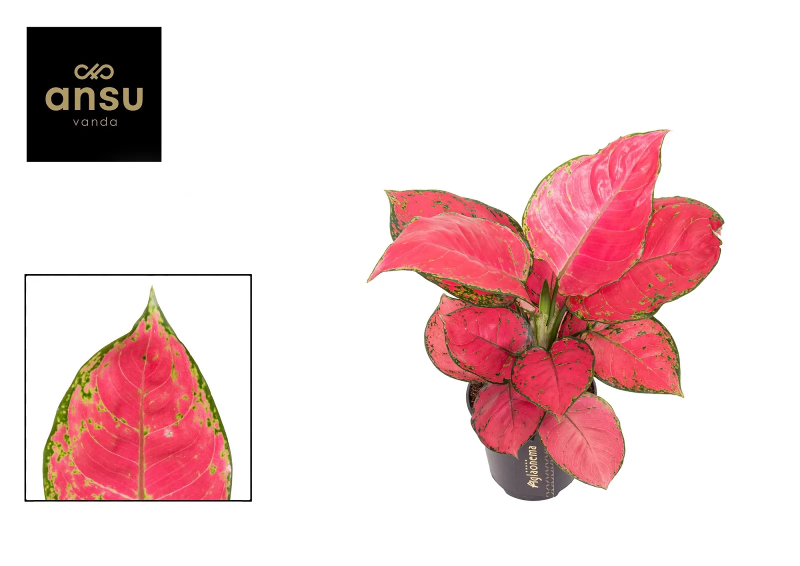 Aglaonema (Chinese evergreen)