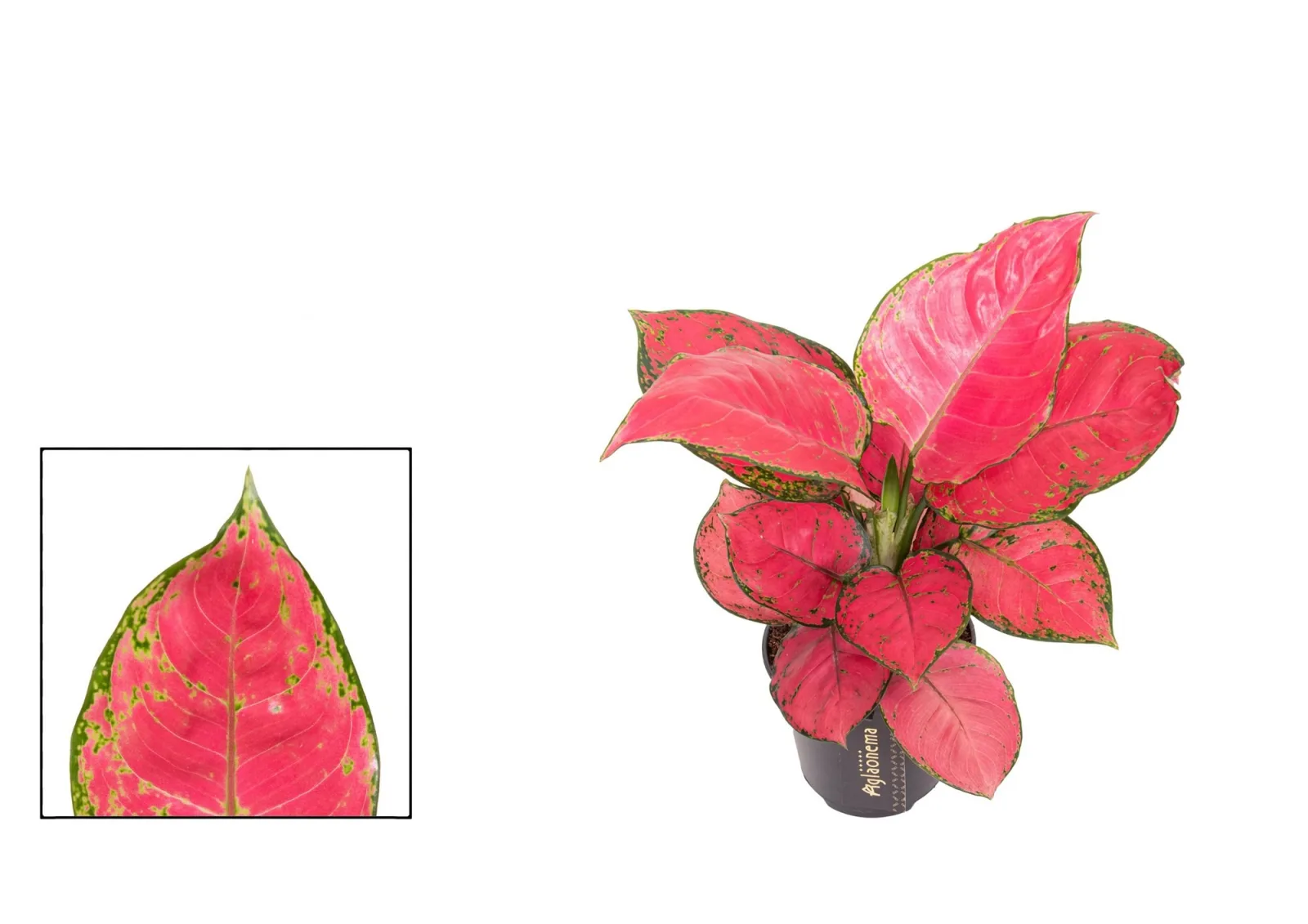 Aglaonema (Chinese evergreen)
