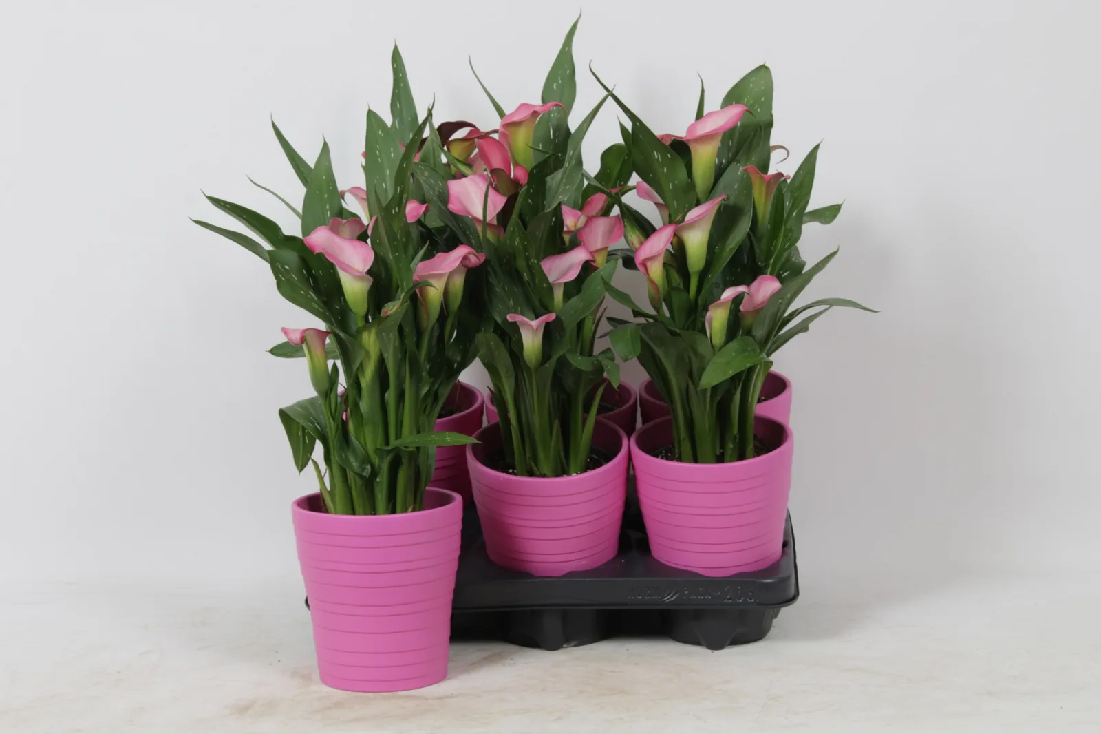 Calla lily plant, pink (pot size 12 cm)