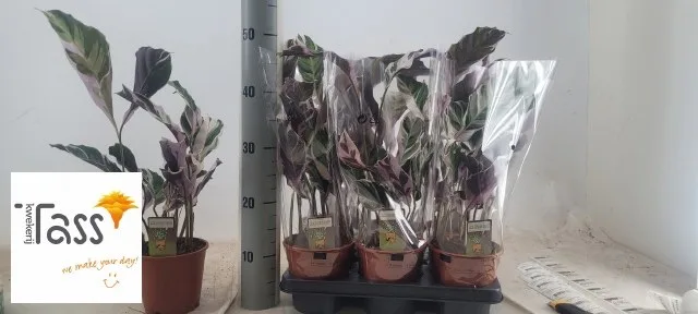 Calathea 'Fusion White'