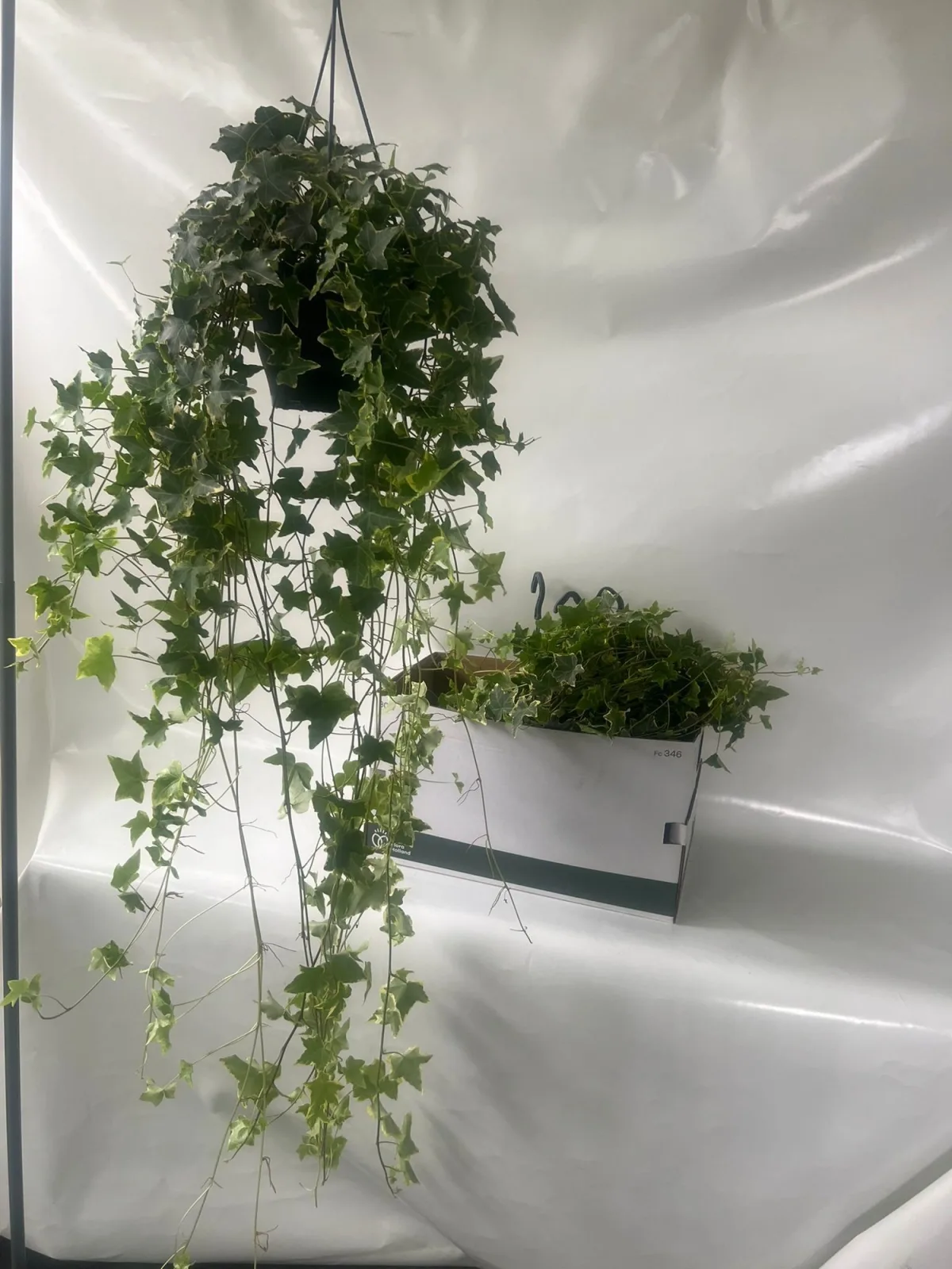 Ivy 'Goldchild' (Hedera helix, hanging, pot size 19 cm)