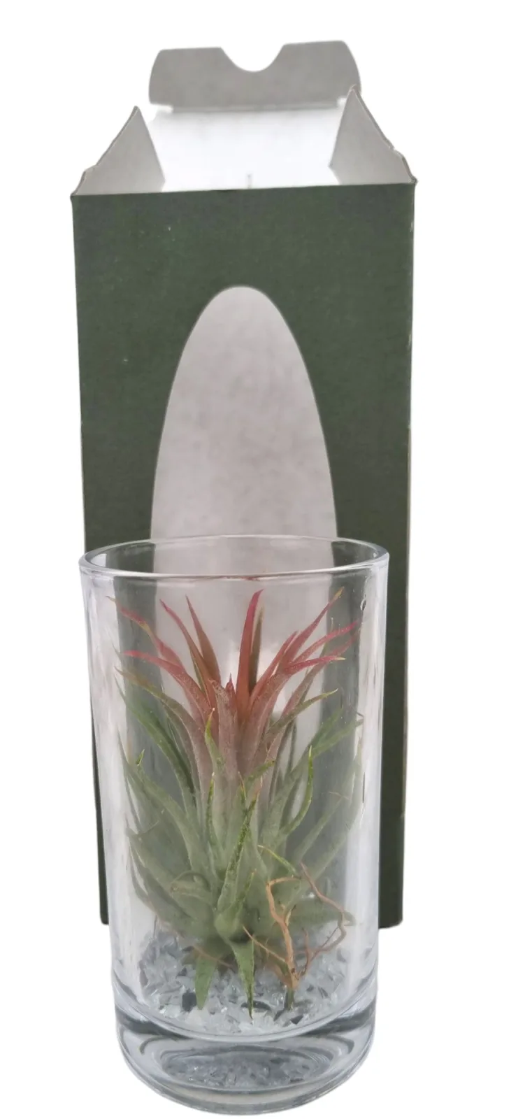Air plant (Tillandsia) gift set