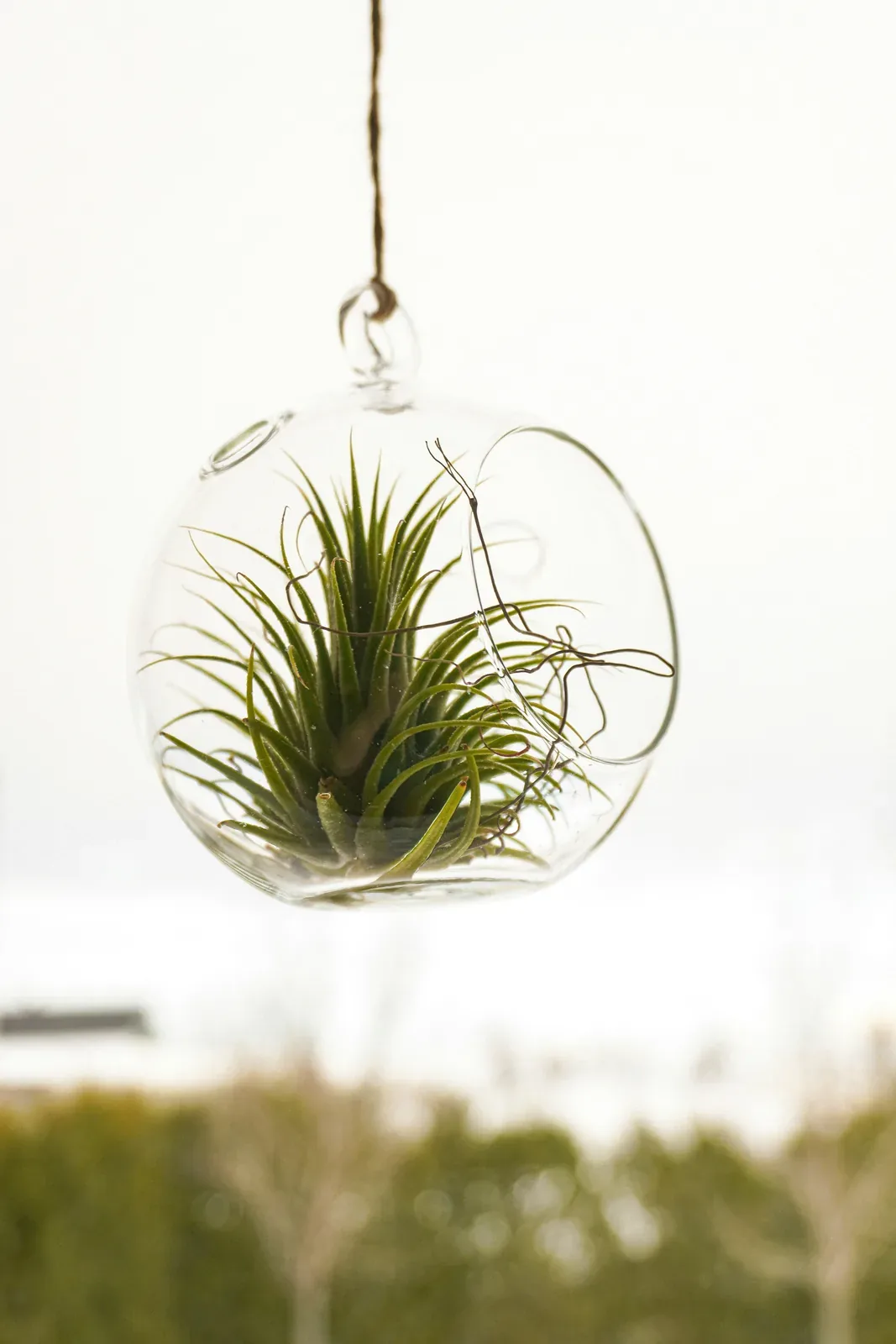Air plant (Tillandsia) gift set — potted houseplant, Floritta London