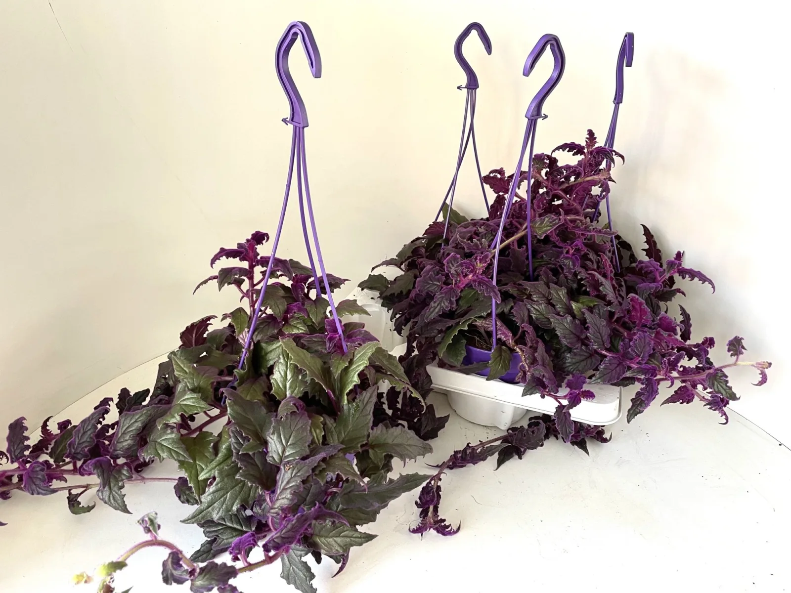Purple passion plant (Gynura)
