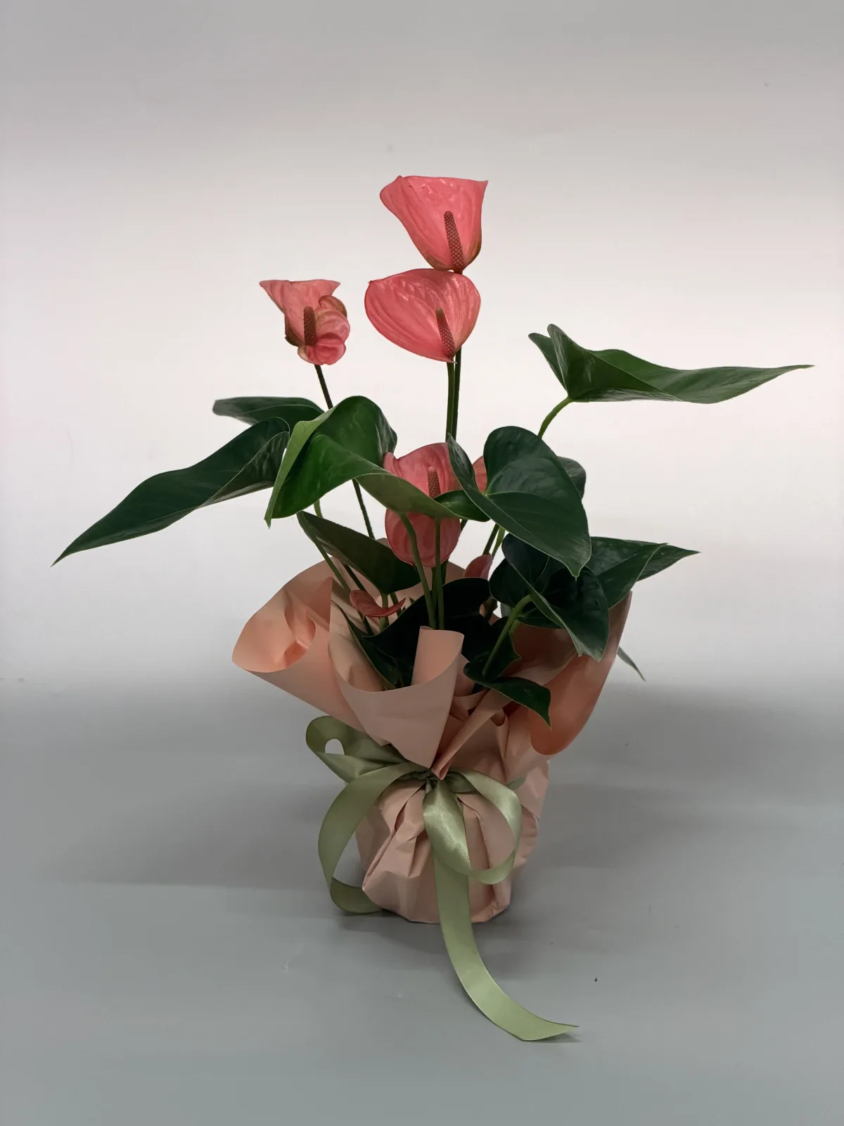 Coral anthurium plant in peach wrap