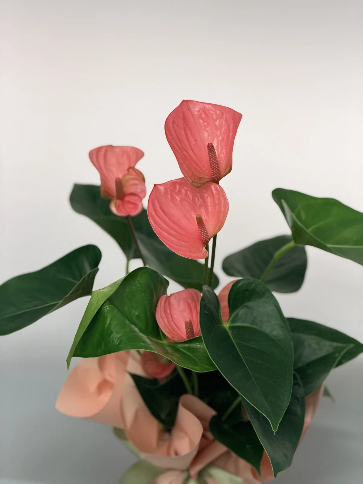 Coral anthurium plant in peach wrap