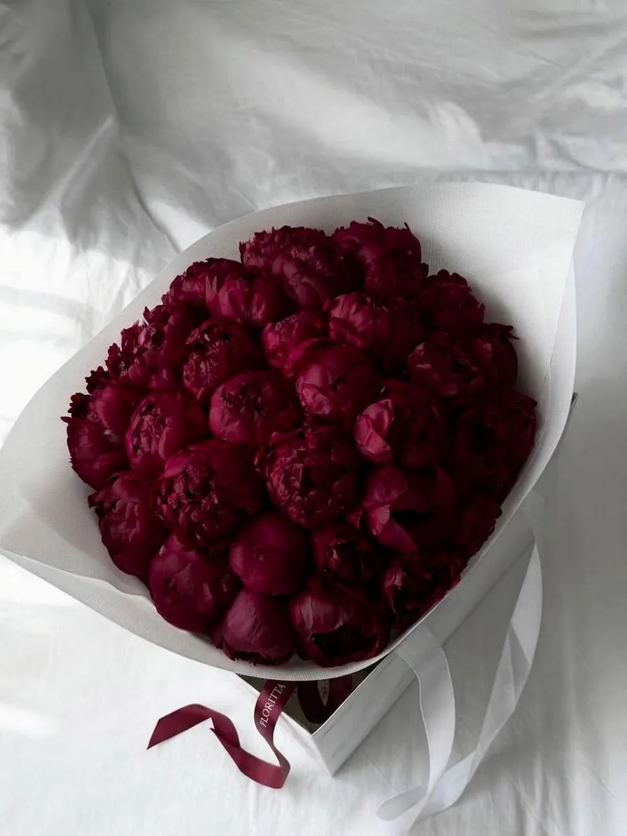 50 burgundy peonies in white wrap
