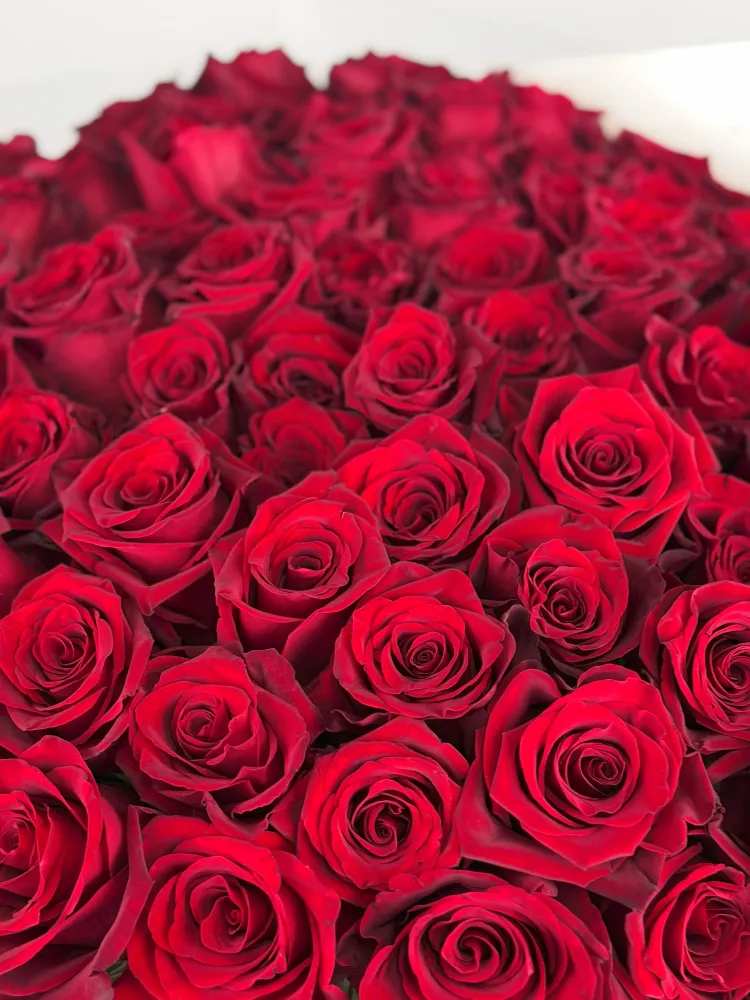 Luxurious bouquet of 100 red roses